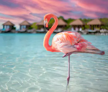 Aruba