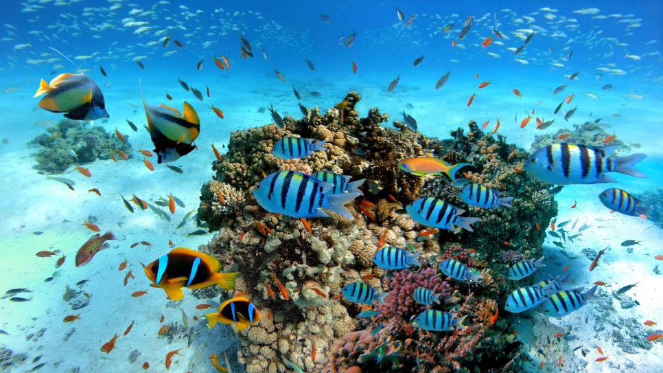 Snorkeling in Hurghada