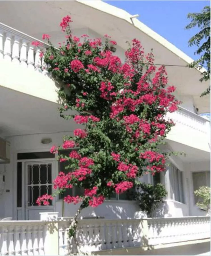 Maria Studios & Apartments