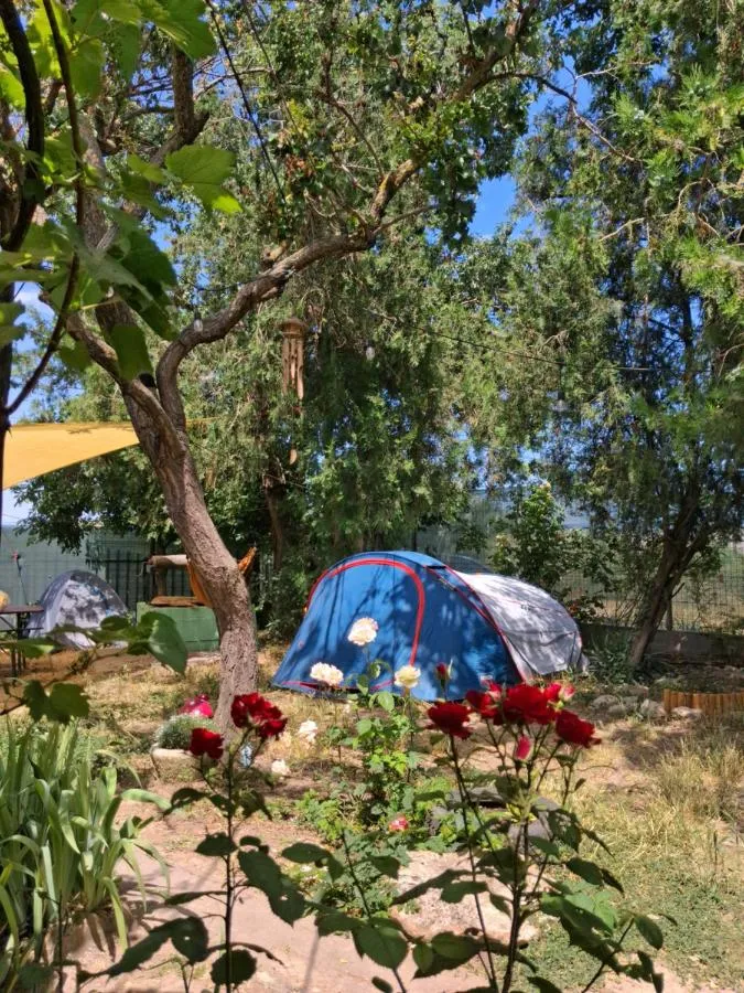 Camping Curtea Pescarusului