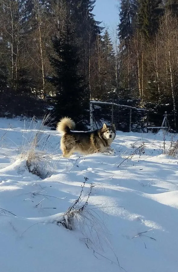 Apartamentul Ghioceilor