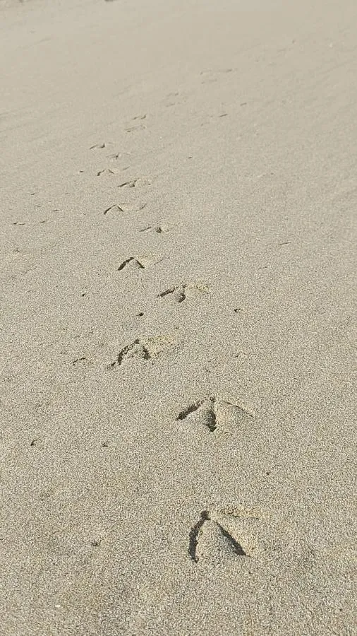 '
