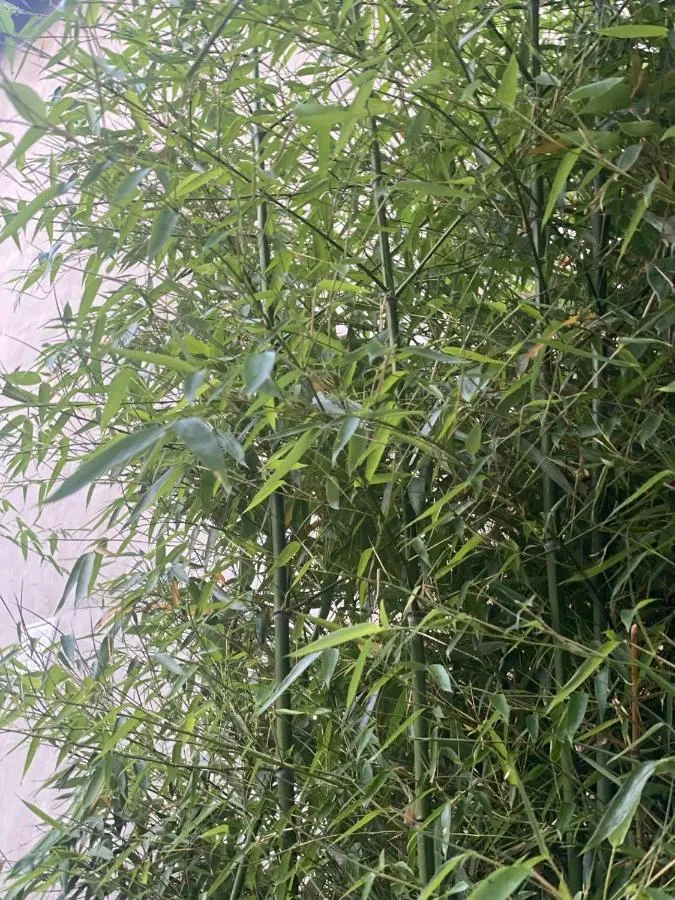 '
