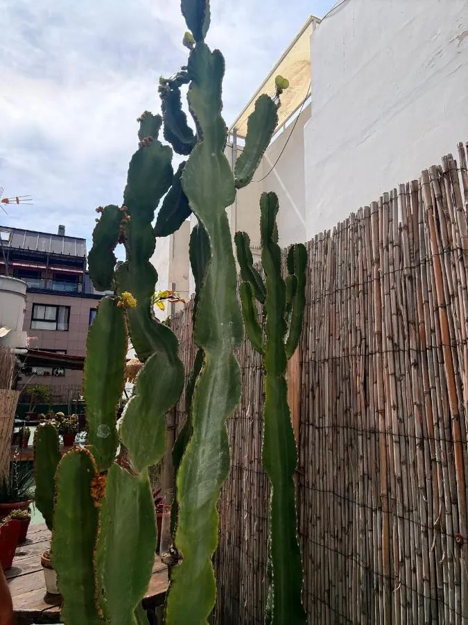 '