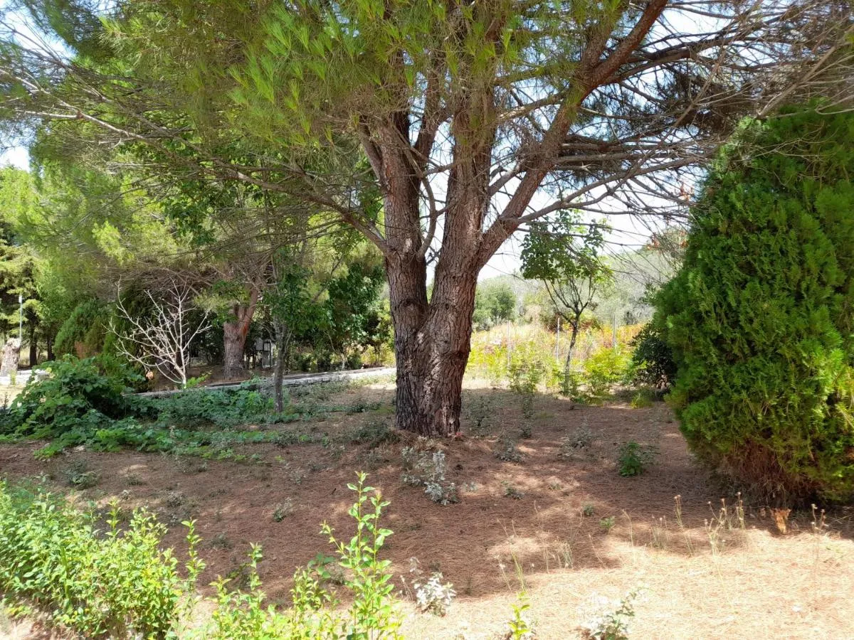 '