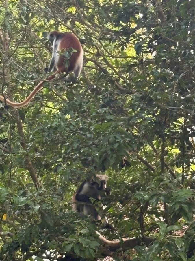 '