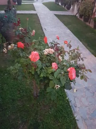 '