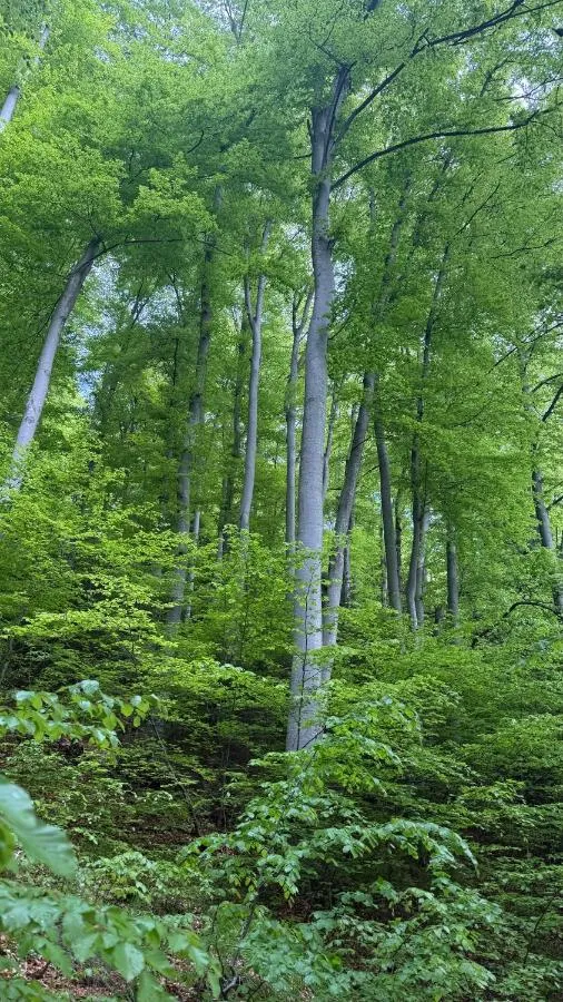 '
